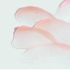Гель для губ відновлюючий Image Skincare Sheer Pink 7 гр Гель для губ відновлюючий Image Skincare Sheer Pink 7 гр